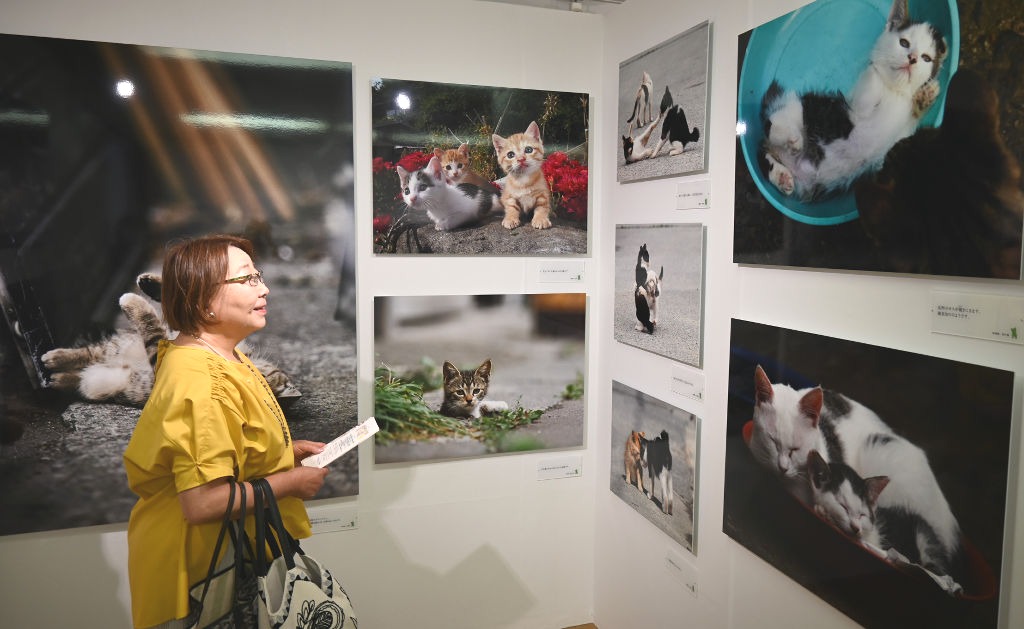 猫の愛らしい姿を現地の景色とともに楽しめる約７０点が並ぶ作品展＝磐田市立野の香りの博物館